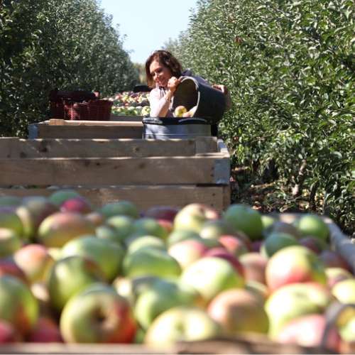 Fairly Recruited H2A Visa Ag Workers Pick Apples